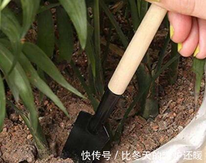 花友|养花土太硬1种“液体”浇盆里!铲不动的土壤,10分钟后变松软