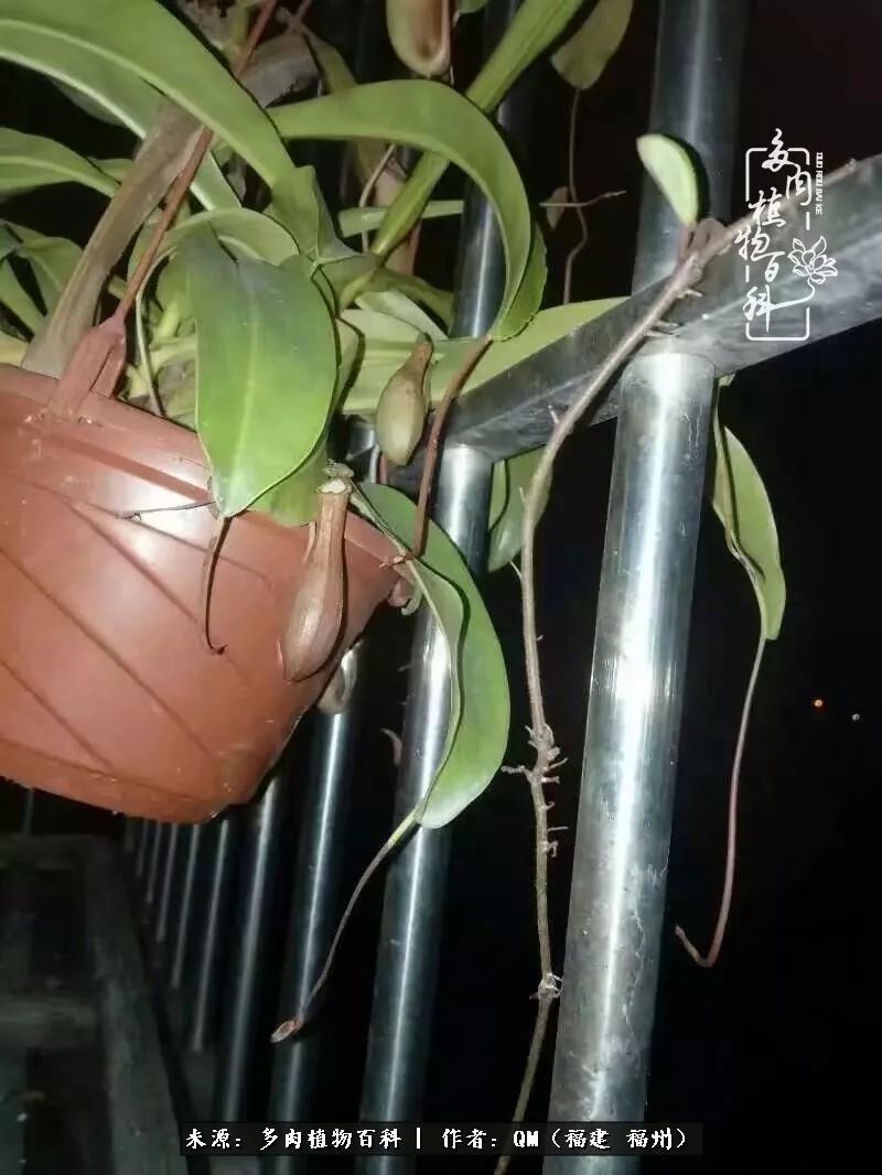 寒山转苍翠,秋水日潺湲——多肉未央,睹物思人!