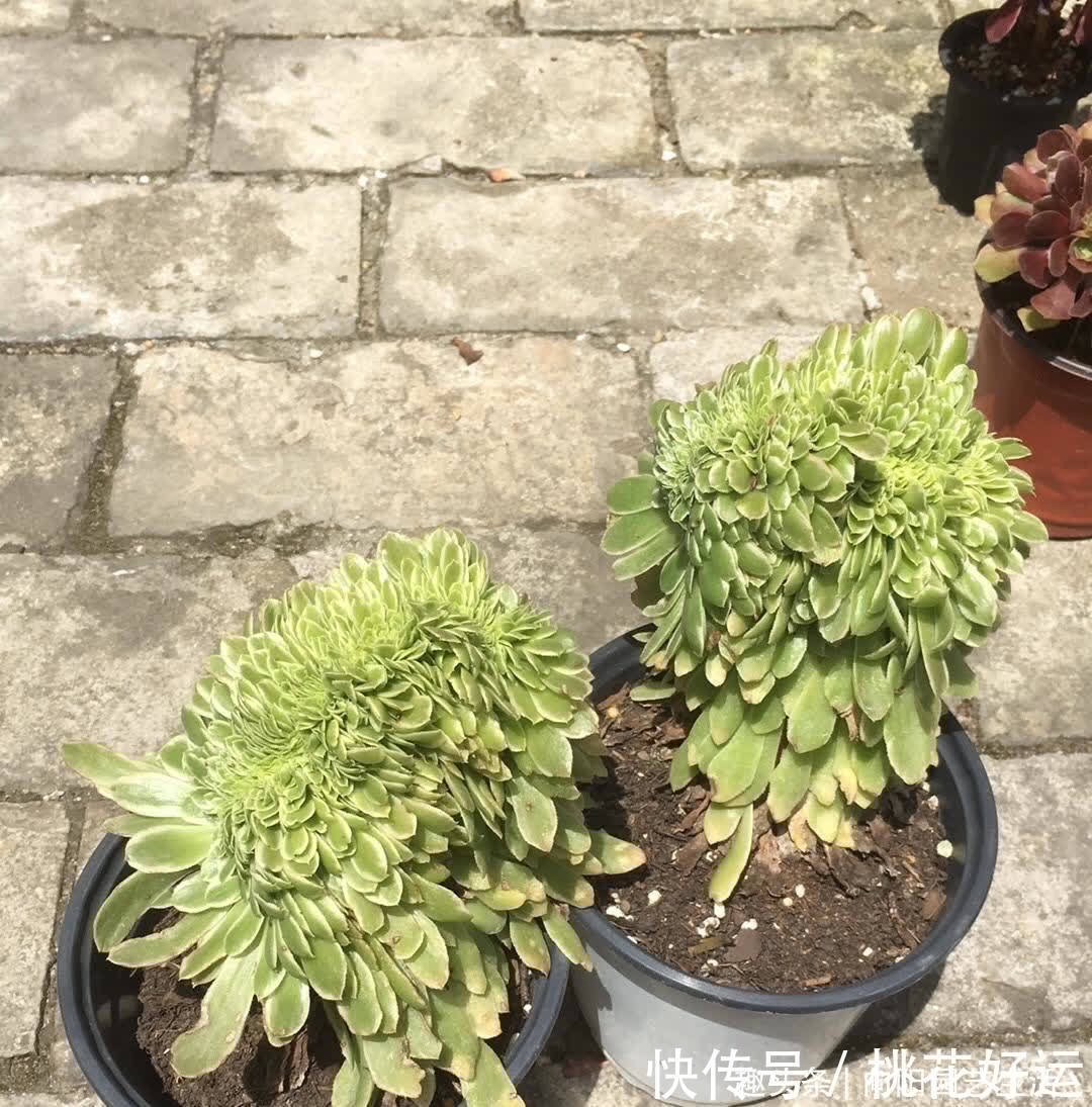 主干|买多肉,不买缀化,养护难度高,养的时间越长,越容易黑腐