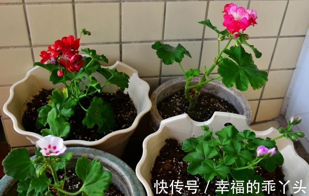 养花法宝别到处找了，在厨房就有三种，一种比一种肥效强