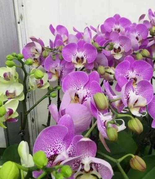 刚买回家的蝴蝶兰,教你几招,就可以轻松根旺、叶绿、开花多