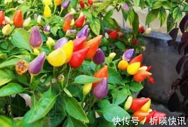 果实|此花是“椒中珍品”,寓意为引人注目,可以为家中带来财运!