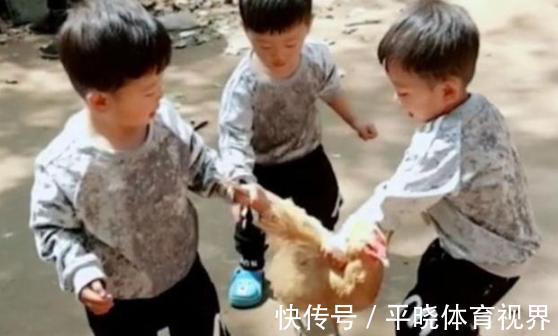 农村|三胞胎兄弟回农村,一起“合谋”杀鸡不松手,气坏爷爷笑翻了妈妈