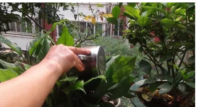 橘子皮|还用淘米水浇花没掌握以下正确方法,浇啥死啥!