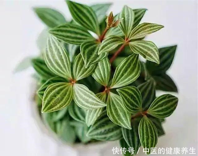 别养绿萝了,这20种耐阴植物,养在家里更合适!