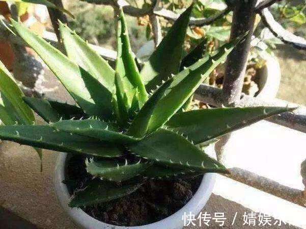 养芦荟,盆里浇一种“肥水”,侧芽不停冒,一年长满盆,又开花