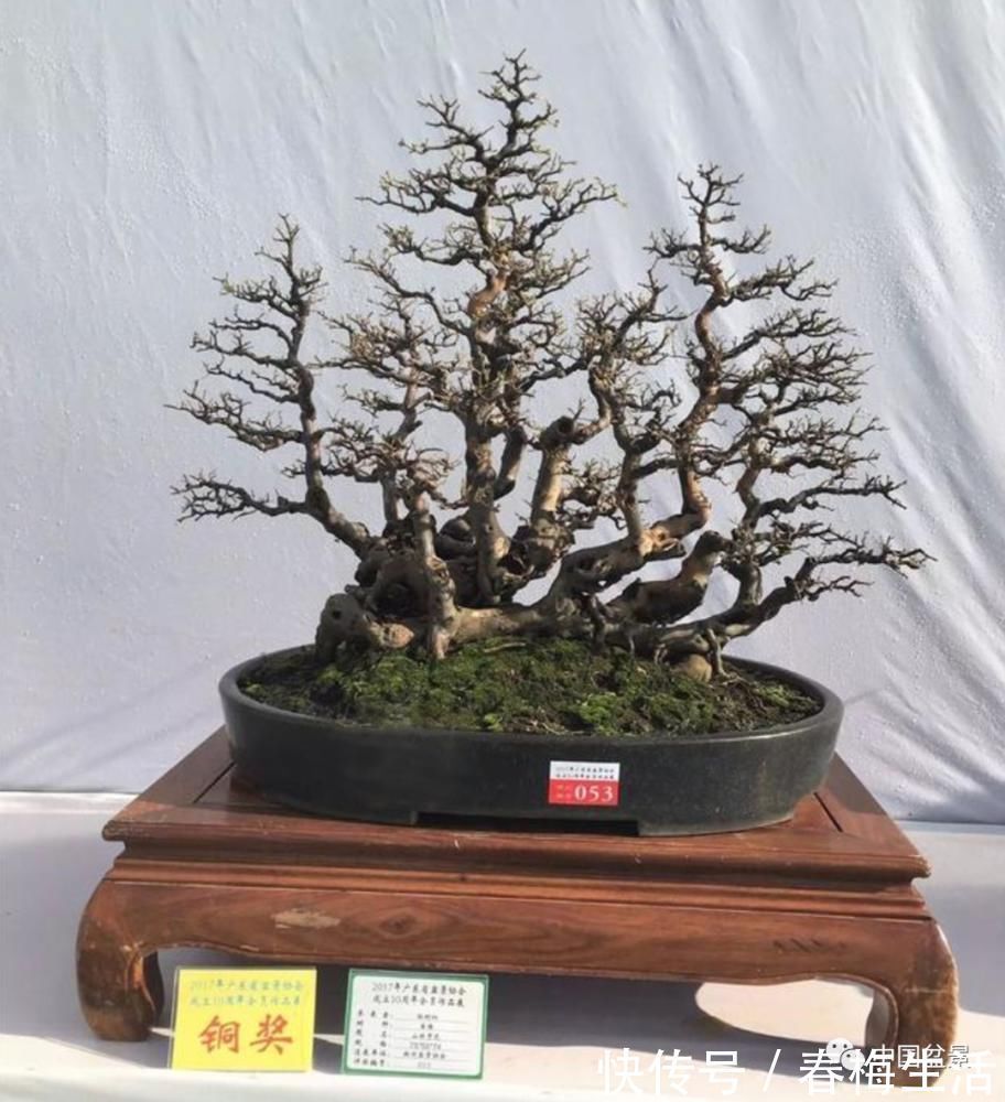 丛林式|山野丛林怎么样才能变成精致的盆景？9个步骤告诉你！