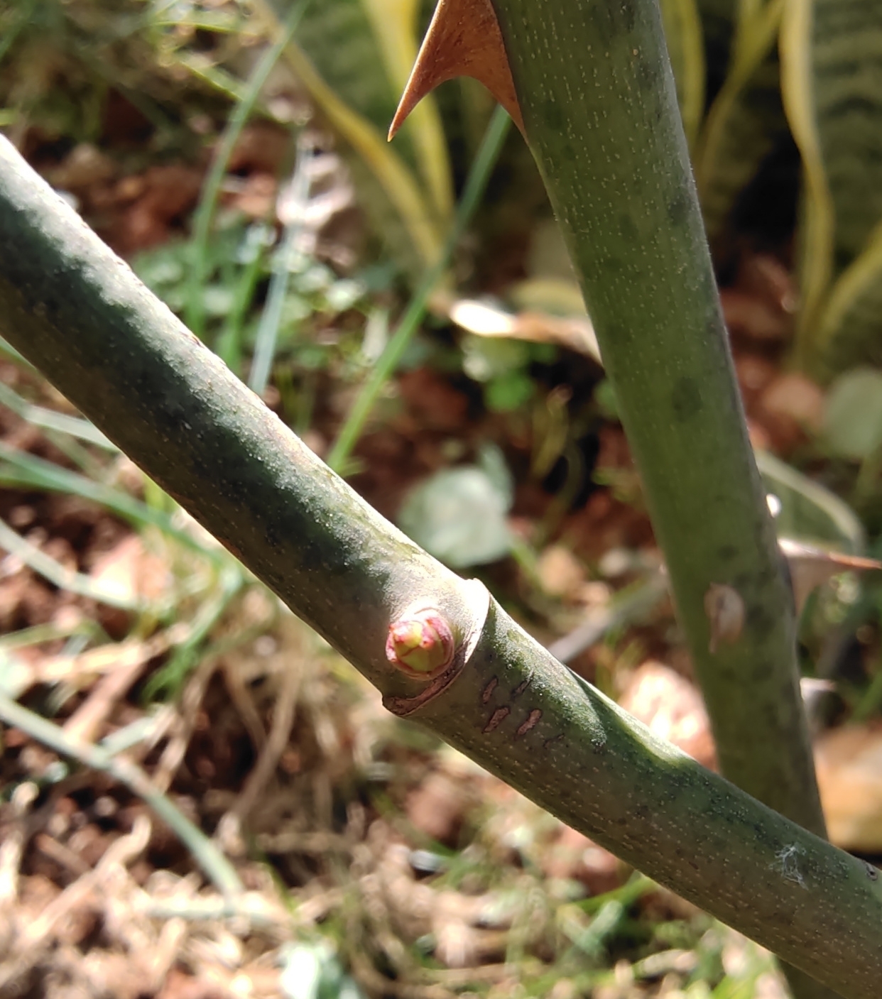 早春养月季,把握好3个词,生长开花不用愁