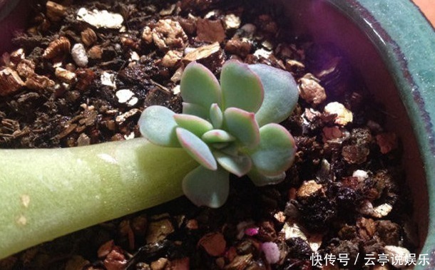 繁殖|家中常备“巨无霸”多肉,养家里能撑场面,多肉爱好者们快养一盆