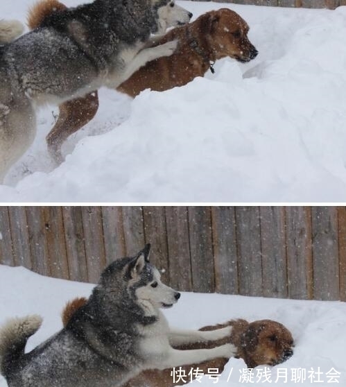 |搞笑小动物图片:你看了忍不住笑出声来,最后一张太搞笑了