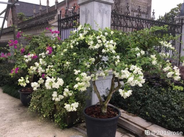 扦插|三角梅的养护大全摘光叶子，少浇水，使劲晒，开花爆满盆