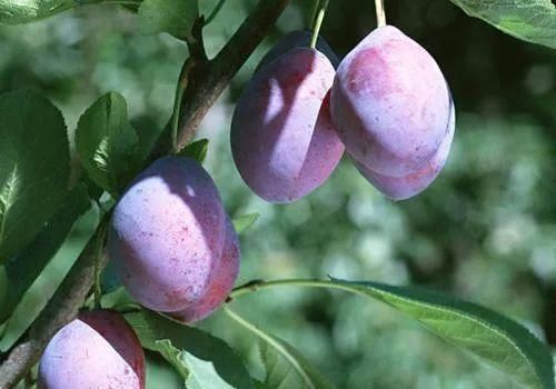 西梅|西梅的功效与作用，西梅的皮可不可以吃