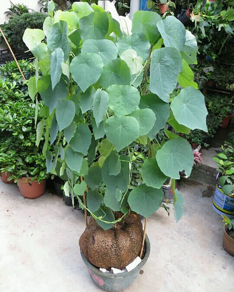 开花|6种漂亮花，都有“大肚子”，吸一次水一个月不浇，天热狂开花