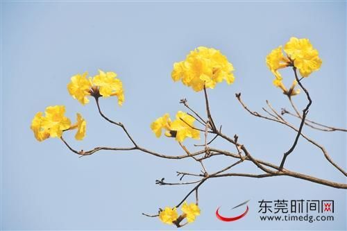 老年|早春花开，满目美景！长安多地春花繁茂引众多市民流连观赏