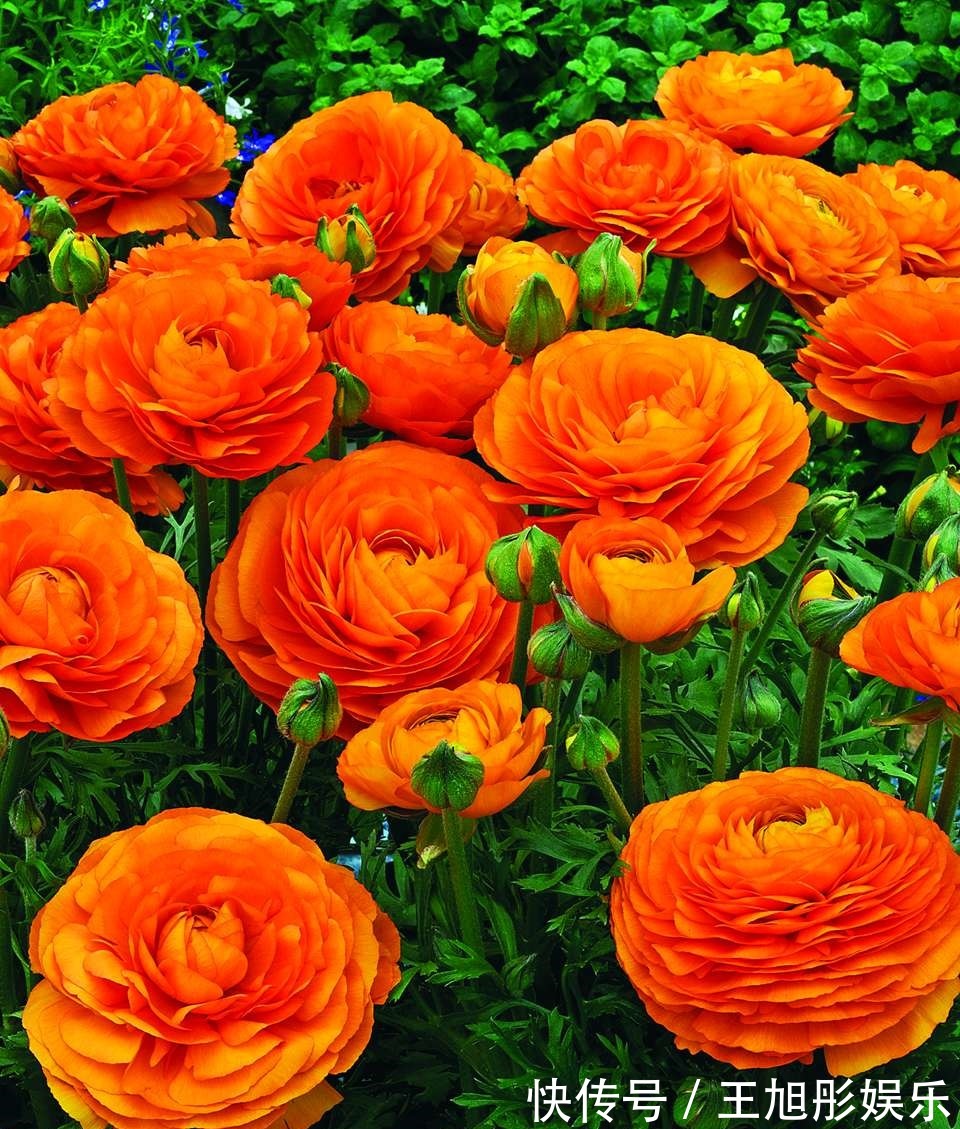 花卉|喜欢养护花卉，就不要错过这个花卉，花大色艳，花量大，很像牡丹