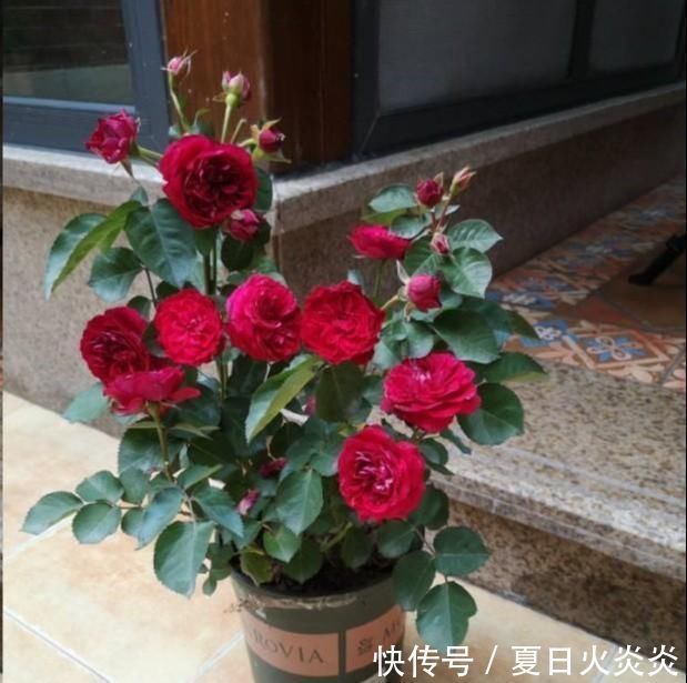 月季花移栽换盆,2个细节不能忽视,对植株生长非常有利