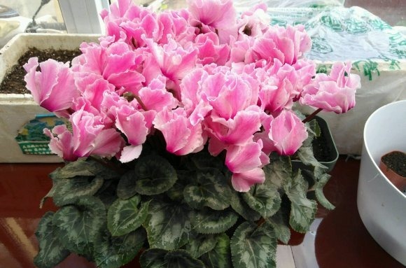 4种娇气花，就怕“当头灌”，叶片沾水就烂，浇水要谨慎