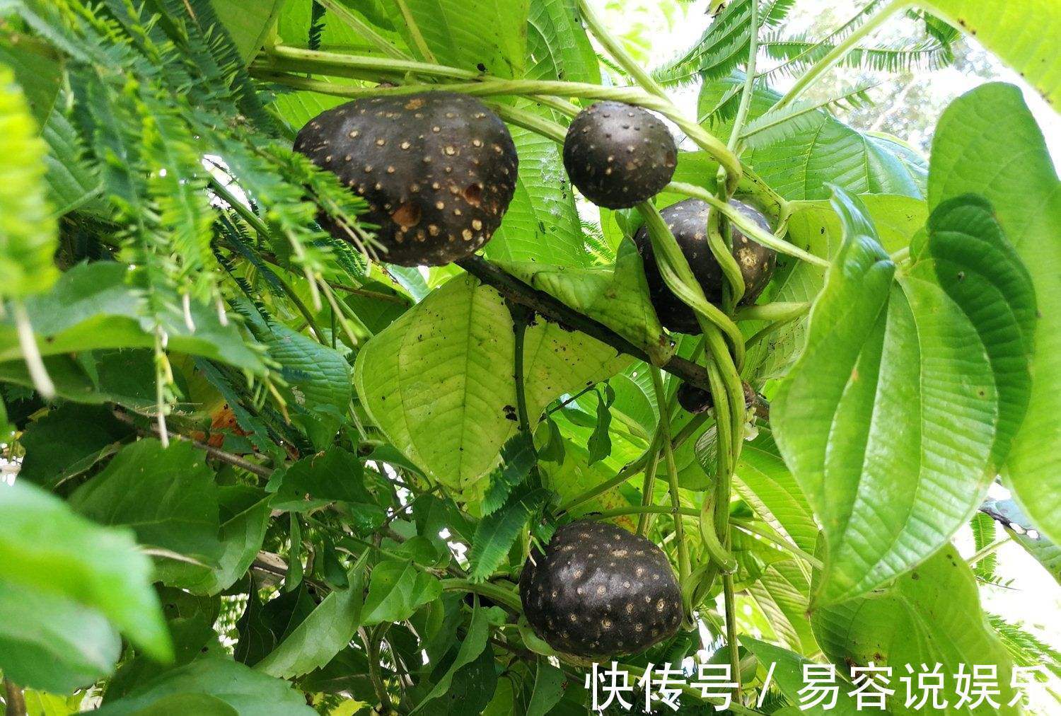 气虚|补气是“提高免疫力”最快方法，一味中药补肺气、补脾气、补肾气