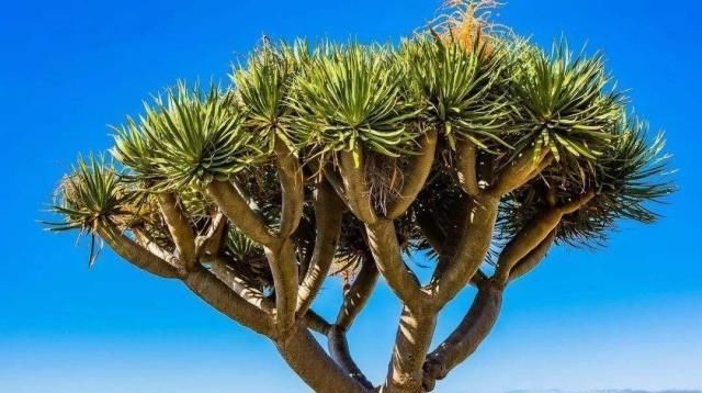 探寻出来|这些植物美不胜收但又十分稀有,你认识这些植物吗