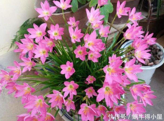 香气浓郁的几款花,全年开花不停,花色艳丽,花开枝繁叶茂