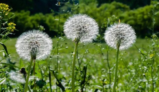 马齿苋|农村这3种野菜,浑身上下都是宝,却遭人嫌弃,遇到就摘回家吧