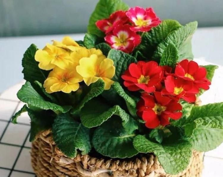 3种花好养又漂亮，花朵大花期长，比牡丹还美，年年开花美翻