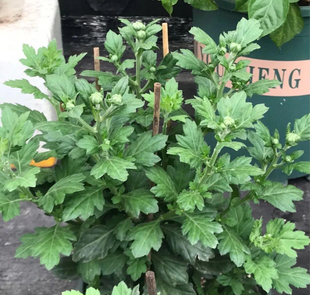 种花|8种花赶紧剃头,剃得越狠,开花越多