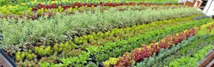 龙血景天|4种多肉植物不要随便丢在地上,小心它们占领你们的院子