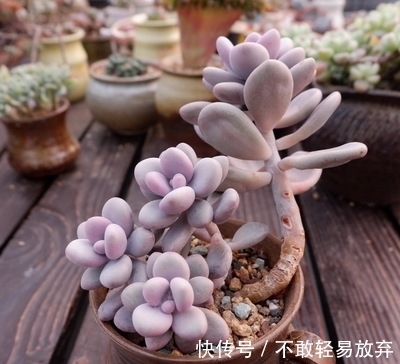 新手养多肉桃蛋,学会一个小技巧,养出粉蛋,长成老枝,美极了!