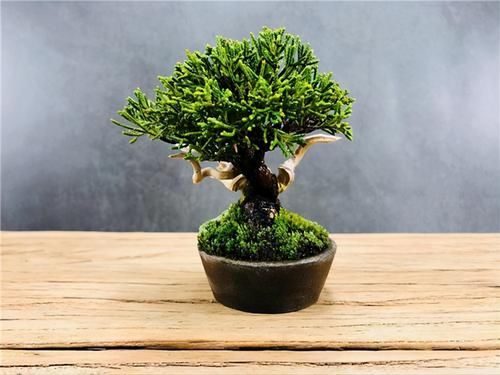 想要养好系鱼川真柏盆景，就要先了解它的生长习性，做好日常养护