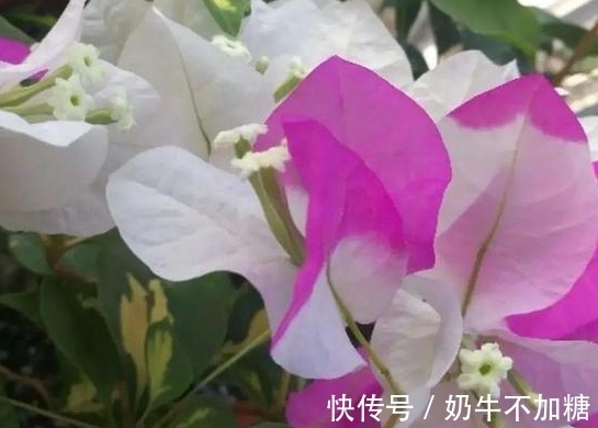 农历9月初8寒露后，养什么花？以下3种花，心想事成万事如意