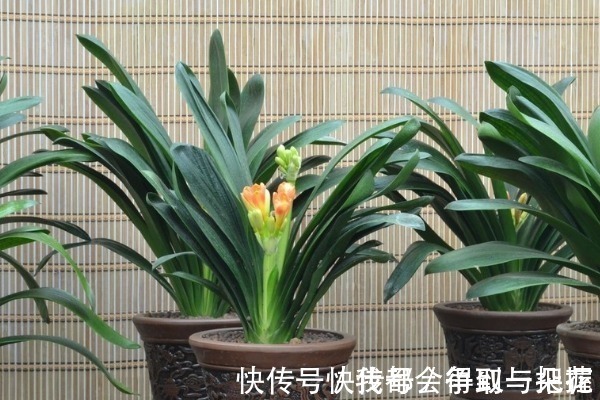 阳台上|养君子兰有3个“秘诀”,做好了,叶片蹭蹭“长不停”,花朵更艳