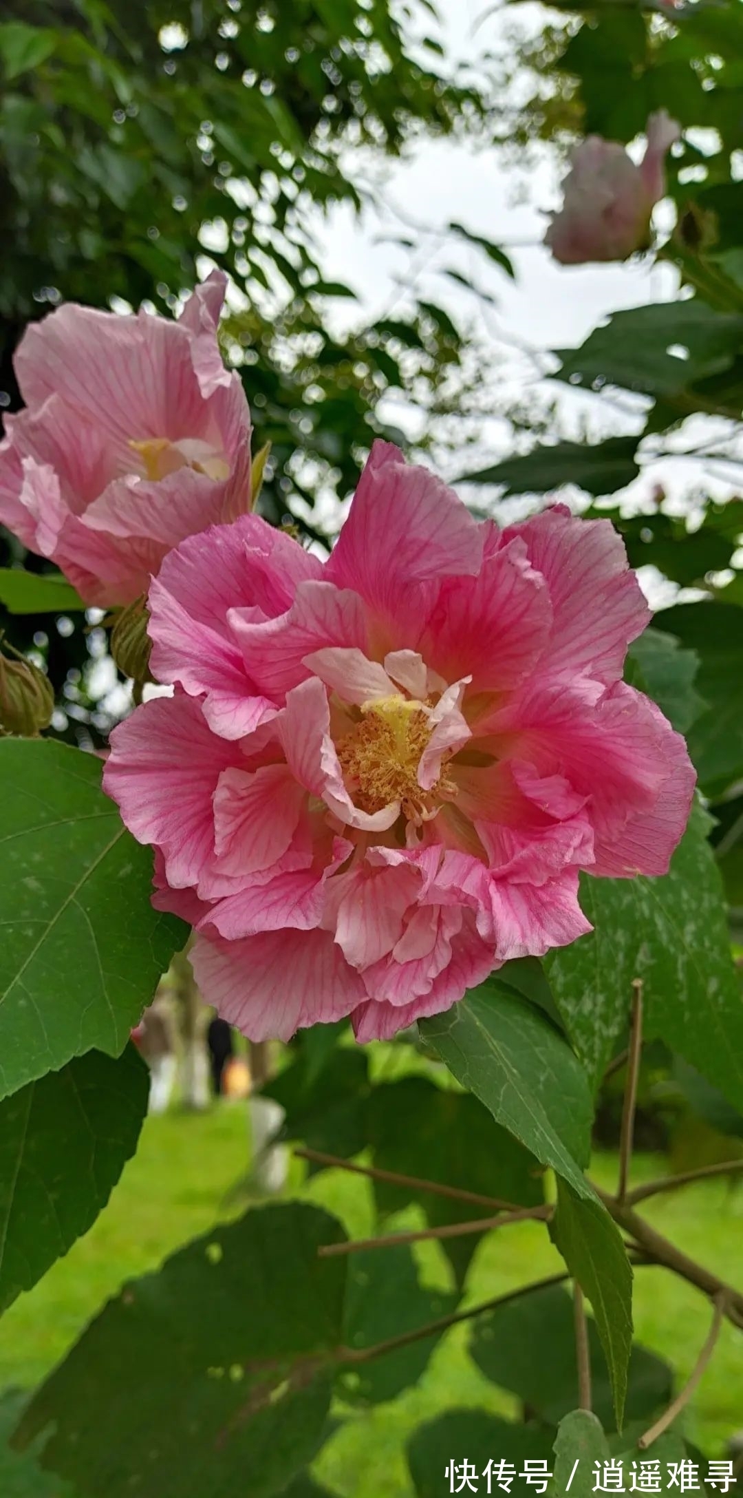 石榴花|你几月出生，最旺你的“命中花”就是它，真准