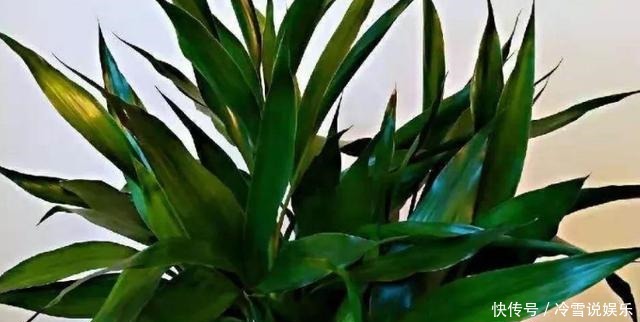 根部|养富贵竹、君子兰、绿萝,一对一喂”神仙水“才根壮叶绿