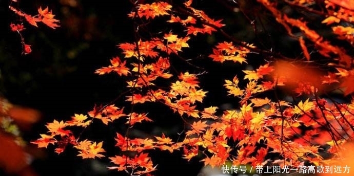 远胜|咏叹秋天的诗文很多,此人却以28个字,远胜唐诗宋词