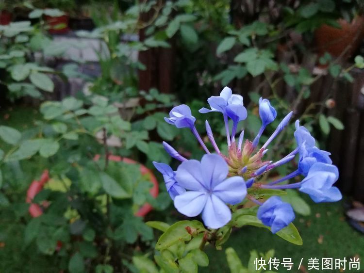 55㎡屋顶花园改造，经过300多天的努力，终于看到了花开满园