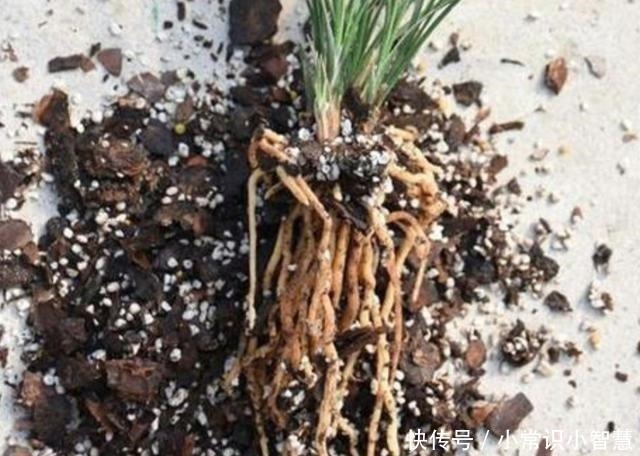 植株|在家制作营养土,加上3种“废弃物”,松软透气、营养成分多!