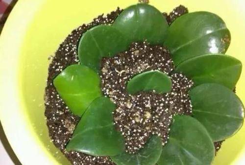 养花真的不要钱，这3种花摘片叶子放土里，生根就是小盆栽