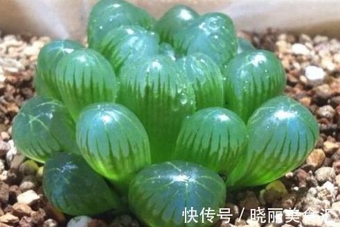 呆萌多肉植物小盆栽,看看你认识几个生活充满小情趣