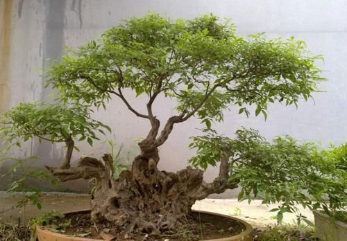 小叶榔榆|山上2种“疙瘩树”,苍劲古朴、树姿优美,经常被用来做盆景