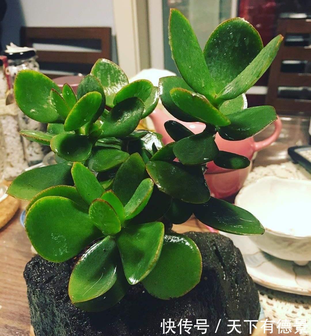 土壤|盆栽玉树,有“3要点”,四季都繁茂叶油绿,枝子更粗壮
