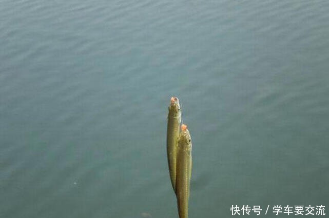 白条闹钩，被钓友所唾弃，总结7种应对方法