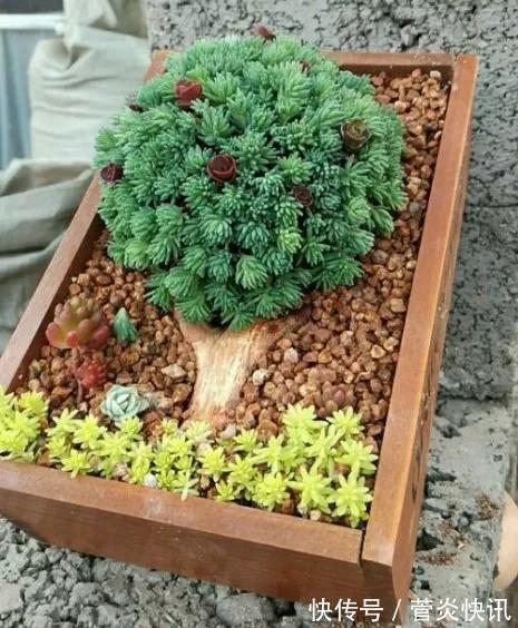 灵感|多肉拼盘玩一次就上瘾,这些创意拼法,你一定喜欢