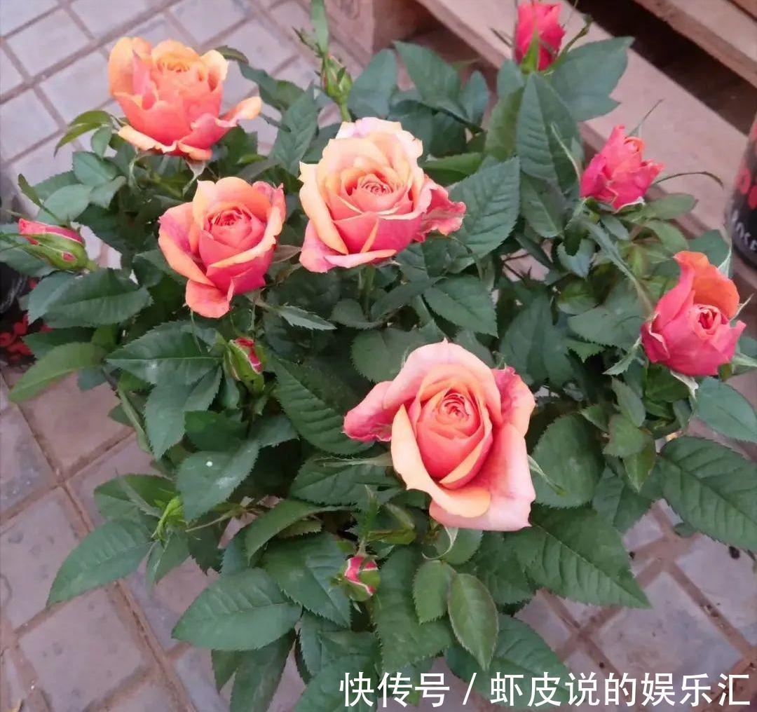 冬天花市“猫腻”多,5种“激素花”,多好看也别买,白白浪费钱