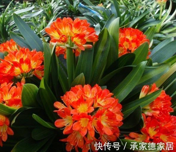 秋天给君子兰浇水，掌握一个技巧，不黄叶不烂根，长得壮开花美