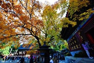 香山|北京：香山赏红叶