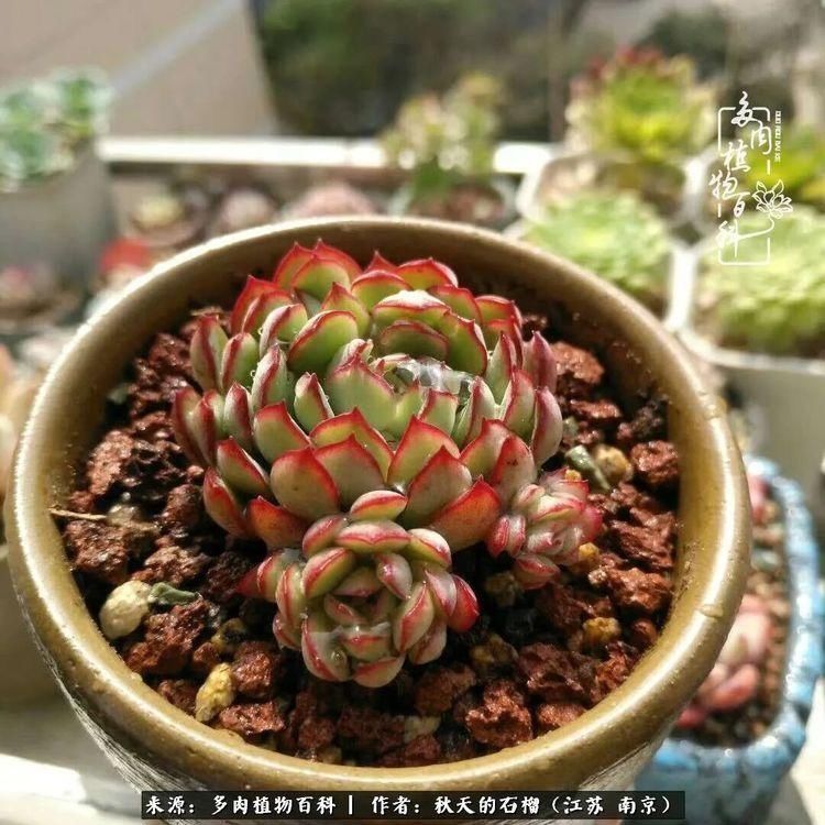 渡劫归来的肉肉,谁是谁的前世,谁又成了谁的今生