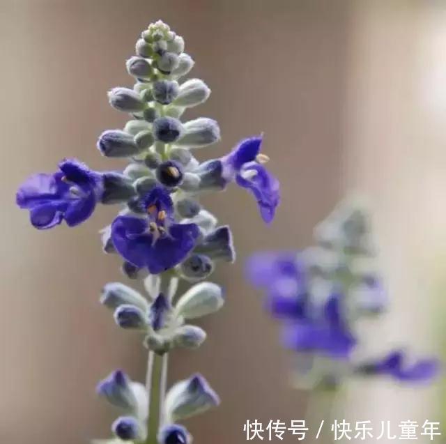 耐寒|花园里最好养的15种多年生植物，非常适合新手，你家有吗