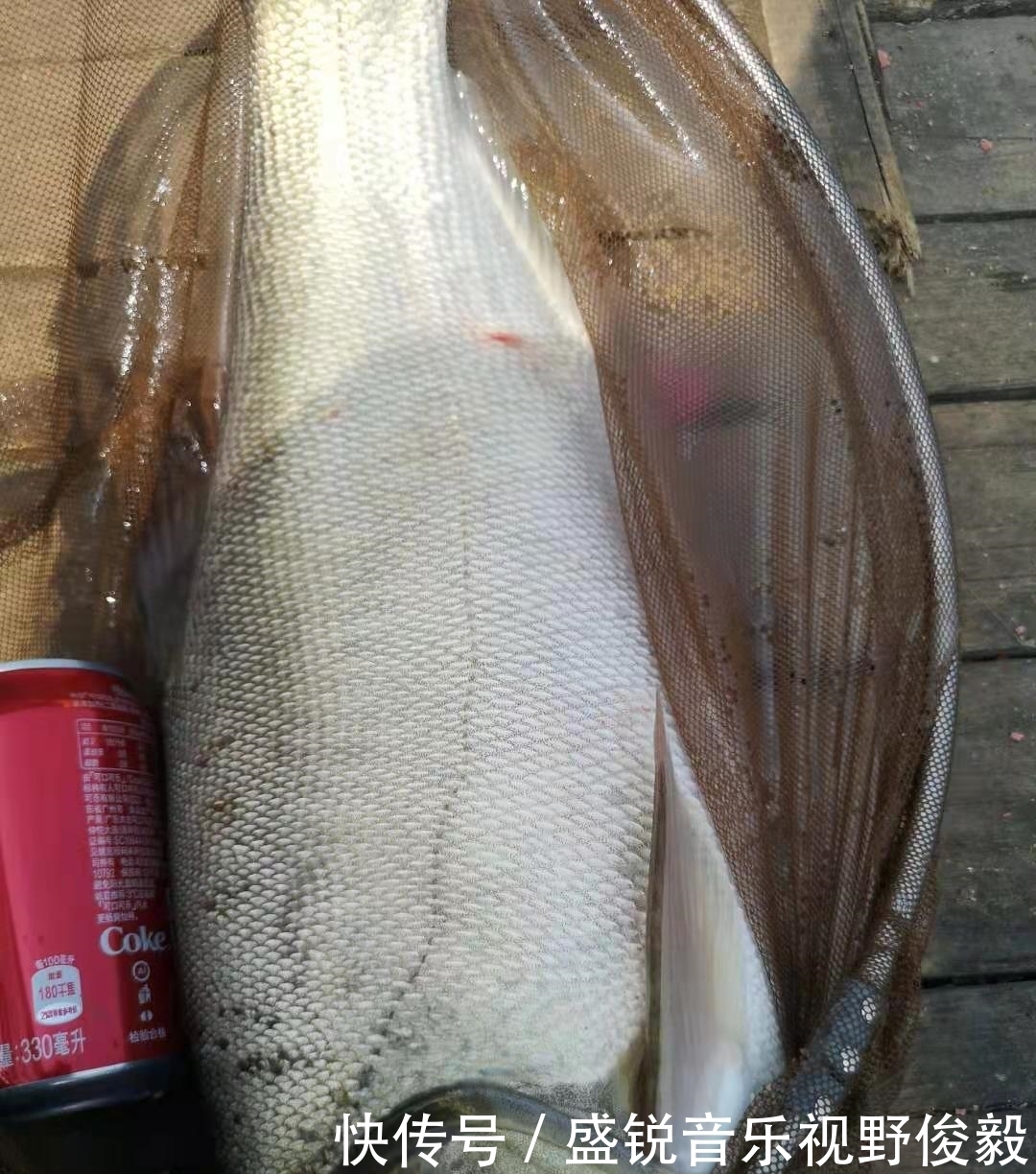 钓友|夏季手竿钓鲢鳙攻略,个头大遛鱼刺激,新手都可掌握
