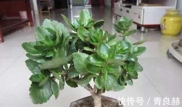 长寿花1盆养多年,养成老桩开花棒,而且子孙几十盆,到处开花!